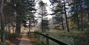 Follow the boardwalk through Holkham National Nature Reserve
