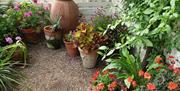 Colourful pots of geraniums and other plants in the glass house at Felbrigg