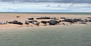 Bishops Boats - Seal Trips