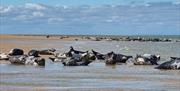 Bishops Boats - Seal Trips