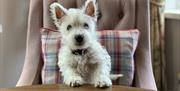 Dog friendly. Dog sitting on a pink chair with paws on the table.