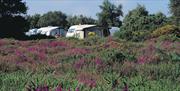 Kelling Heath Holiday Park Touring and Camping Pitches