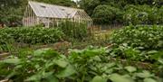 The Grove Kitchen Garden