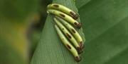 Owl caterpillars