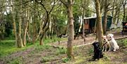 North Norfolk Glamping - mYminiBreak