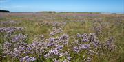 Holkham Nature Reserve Saltmarsh