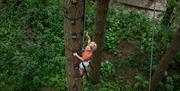 Tree Climbing