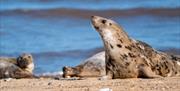 Seals at Horsey Beach, north Norfolk