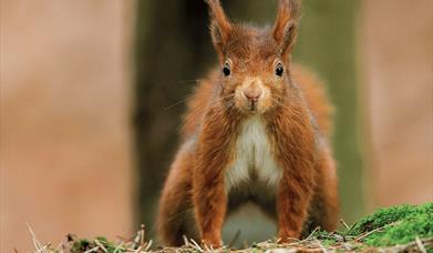 Squirrel Kelling Heath