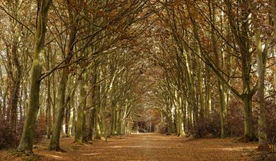 Bacton Wood North Norfolk