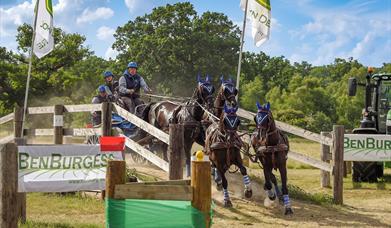 A team of carriage horses competing through an obstacle.