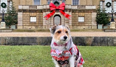 A small jack russell in a Christmas jumper stands in front of Holkham Hall with a large red bow on the Hall.