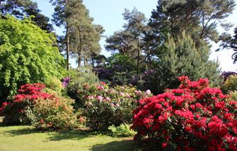 Colourful rhododendrons in June at Sheringham Park, Norfolk