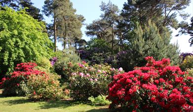 Colourful rhododendrons in June at Sheringham Park, Norfolk