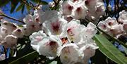 Large white rhododendron flowers with dark plum coloured centres at Sheringham Park, Norfolk