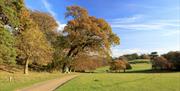 Autumn colour on the estate at Sheringham Park, Norfolk