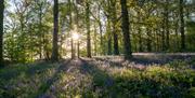 Sunlight streams through the trees in the Great Wood, Blickling highlighting bluebell flowers.