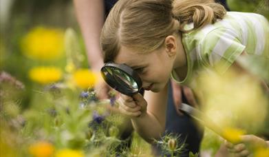 Girl looking through a magnifying glass looking at insects.