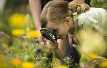 Girl looking through a magnifying glass looking at insects.