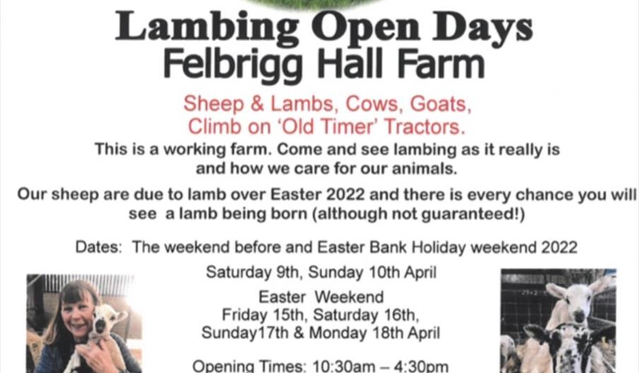 Lambing Open Days