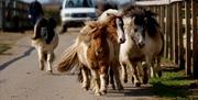 Five Shetland ponies running