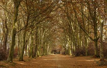 Bacton Wood North Norfolk