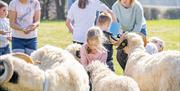 Our friendly valais sheep