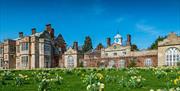 Daffodils flowering in front of Felbrigg Hall in Spring