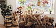 Baskets of dried flowers and plants available to buy in store