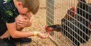 A young child feeding a chicken.