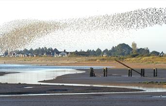 The twist and turn thrills of a red knot murmuration at The Wash