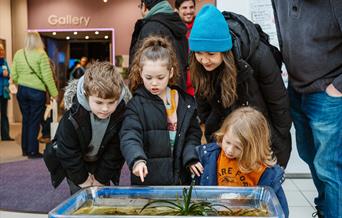 A group of two adults and three children are looking at a tray of pond life