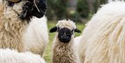 Our Valais sheep