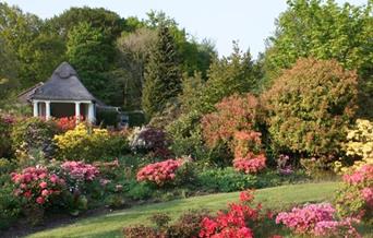Family Fun Day taking place among the stunning Rhododendrons of Stody
