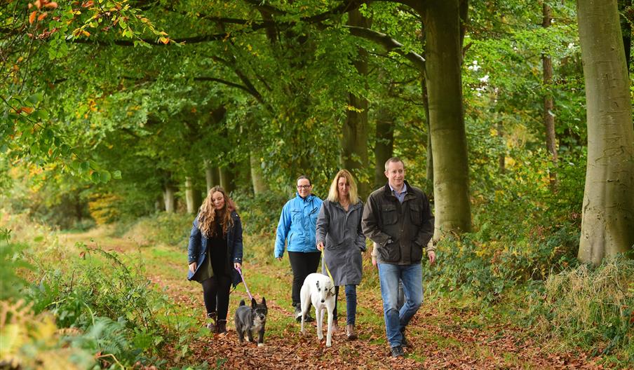 Walkers enjoying a woodland trail at Blickling Estate National Trust Images John Millar Walkers enjoying a woodland trail at Blickling Estate National Trust Images John Millar