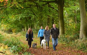 Walkers enjoying a woodland trail at Blickling Estate National Trust Images John Millar