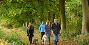 Walkers enjoying a woodland trail at Blickling Estate National Trust Images John Millar