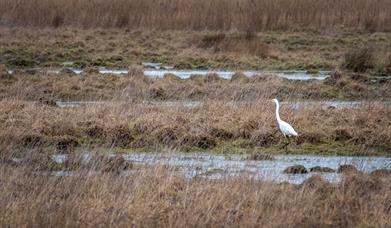 A great egret at Heigham Holmes Nature Reserve