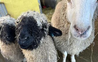 Lambing at Wroxham Barns