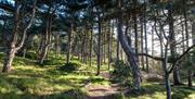Holkham Nature Reserve Pinewoods