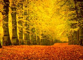 Thumbnail for Autumn in Nottinghamshire