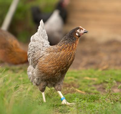Welbeck Kitchen Garden Tours Image
