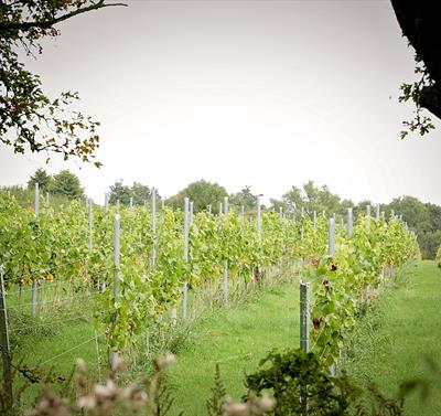 Hanwell Wine Estate | Visit Nottinghamshire