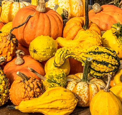 Nottinghamshire ‘Pick Your Own’ Pumpkins | Southwell
Credit David Allen