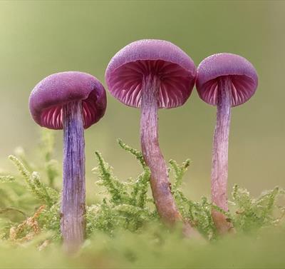 A row of three pink mushrooms on a mound of moss