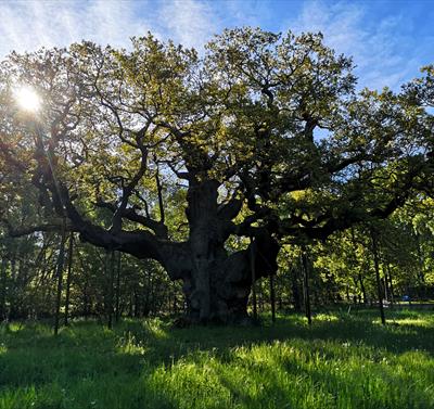 Major Oak by Lucy Hodson