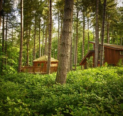 Forest Holidays | Visit Nottinghamshire