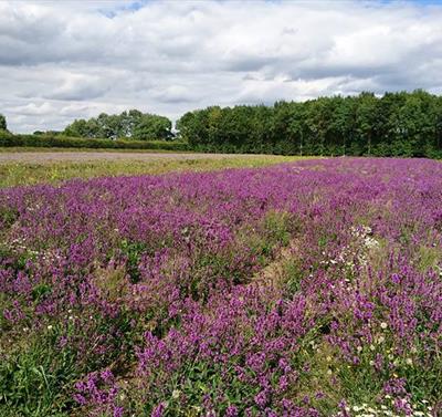 Naturescape Wildflower Farm