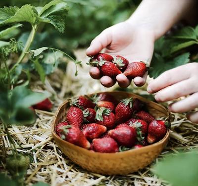 Strawberry Picking 2024