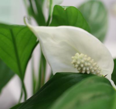 Image of peace flowers on Peace Lily